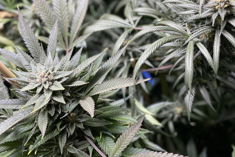 Bestrebungen der Bundesregierung zur kontrollierten Abgabe von Cannabis