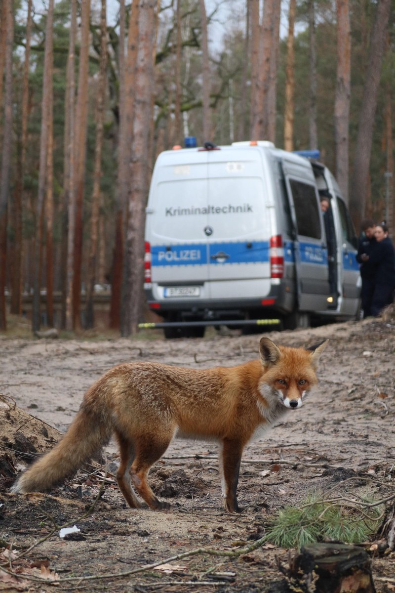 BE_20251113_Fuchs KTI.JPG