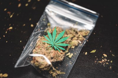 Cannabis