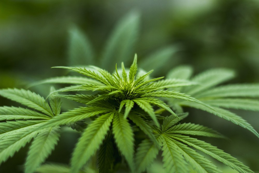 Herbal Hemp - Pixabay
