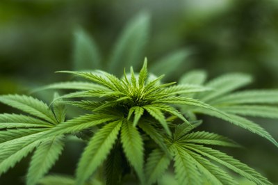 Herbal Hemp - Pixabay